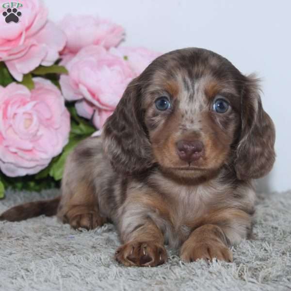 Rose, Dachshund Puppy